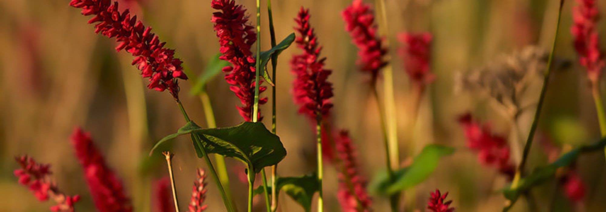 Elegir una Persicaria
