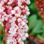 Persicarias: las mejores Plantas cubresuelos