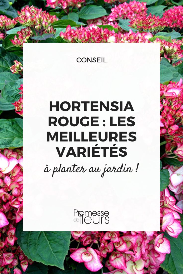 hortensia de floración roja