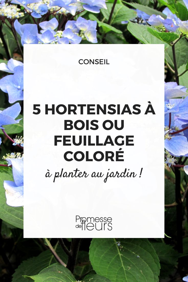 Hortensias con madera o follaje colorido
