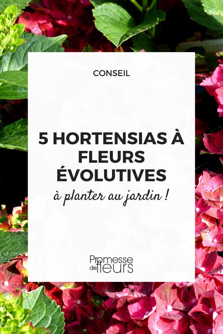 Hortensias de flores evolutivas