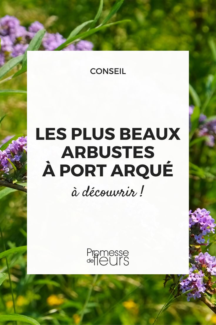 arbustos arqueados colgantes