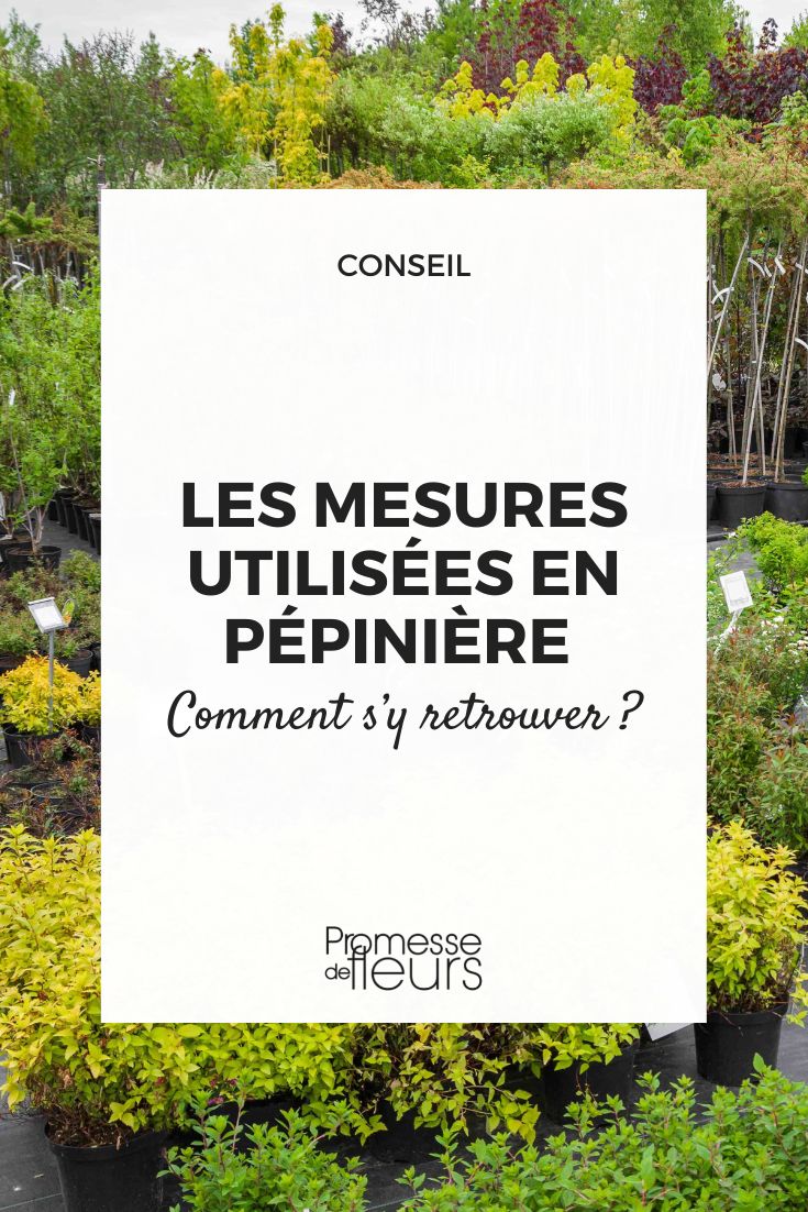 diferentes tamaños de plantas en vivero
