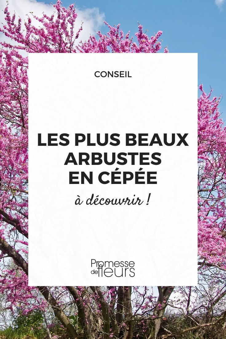 arbustos en cepellón para plantar en el jardín cercis