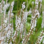 7 persicarias de flores blancas