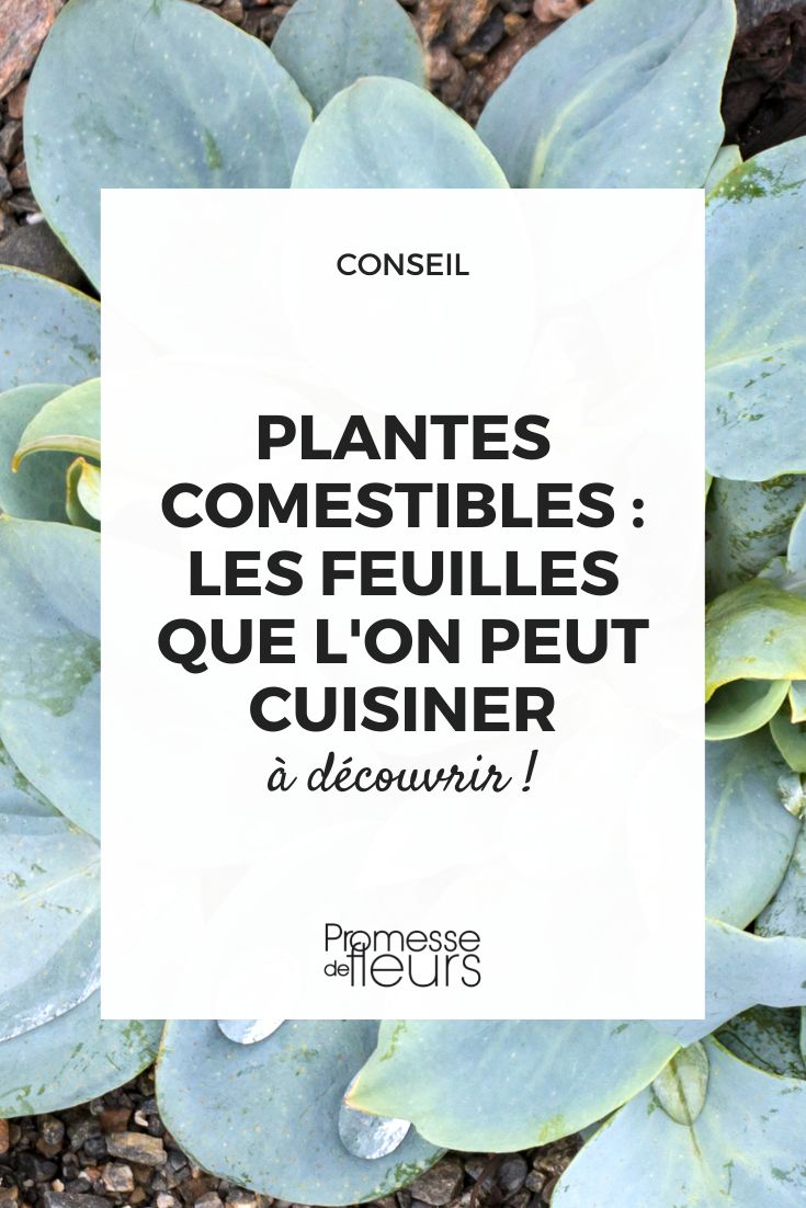 plantas de hojas comestibles uso en cocina, plantas comestibles en cocina, hojas comestibles en cocina