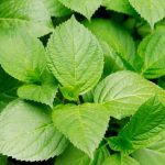 Mi Hortensia no florece: ¿por qué?