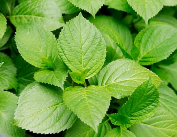 Mi Hortensia no florece: ¿por qué?
