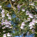 Prostanthera - Menta australiana: plantar y cultivar