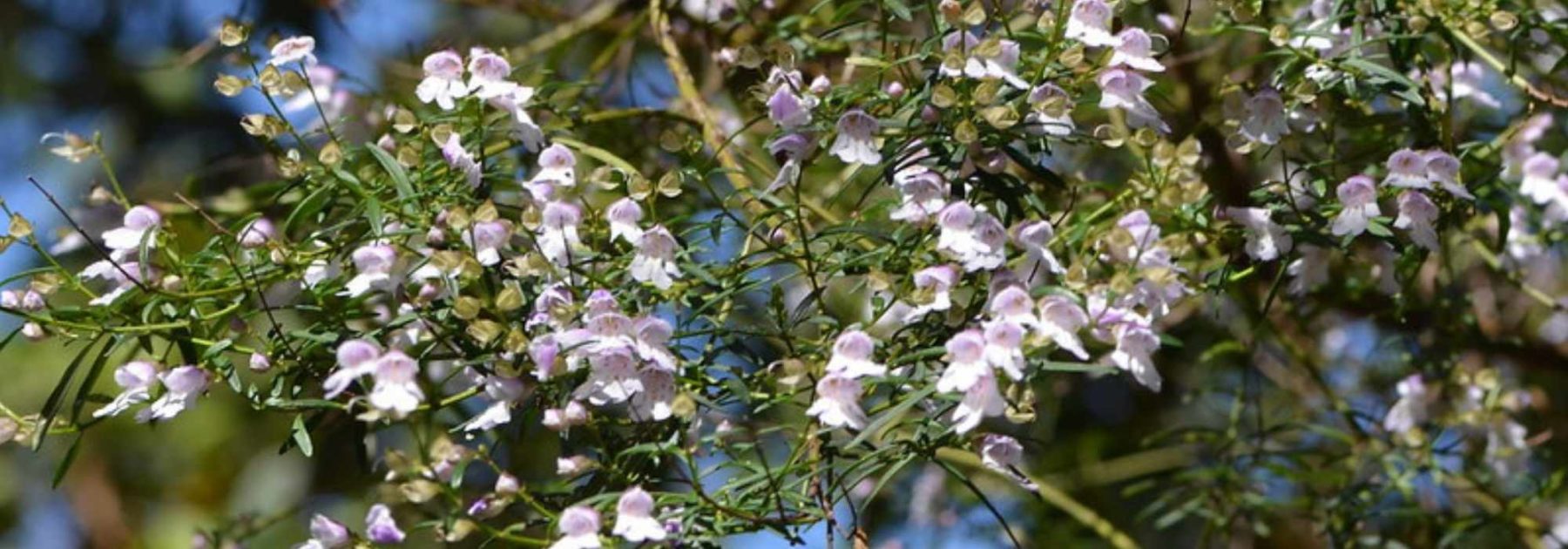 Prostanthera - Menta australiana: plantar y cultivar