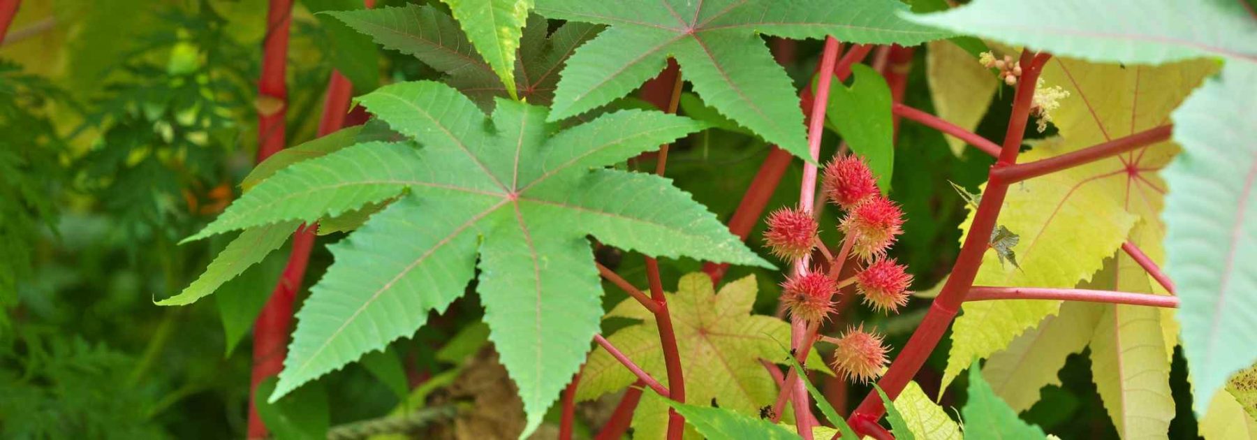 Ricino común: Plantación, siembra, cultivo