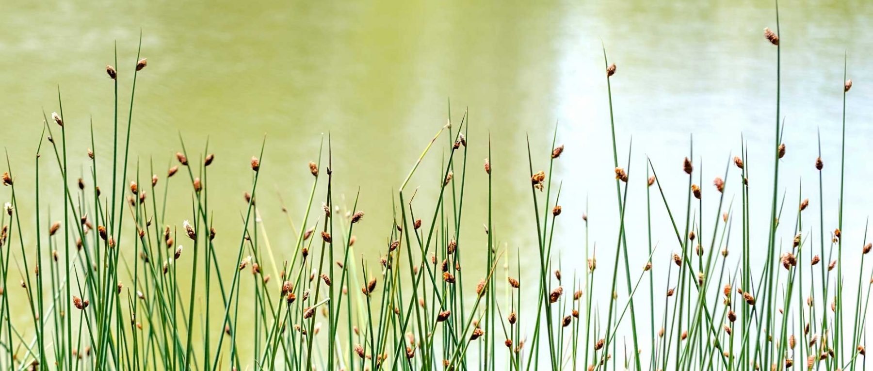 Scirpus: Plantar, cultivar y cuidar