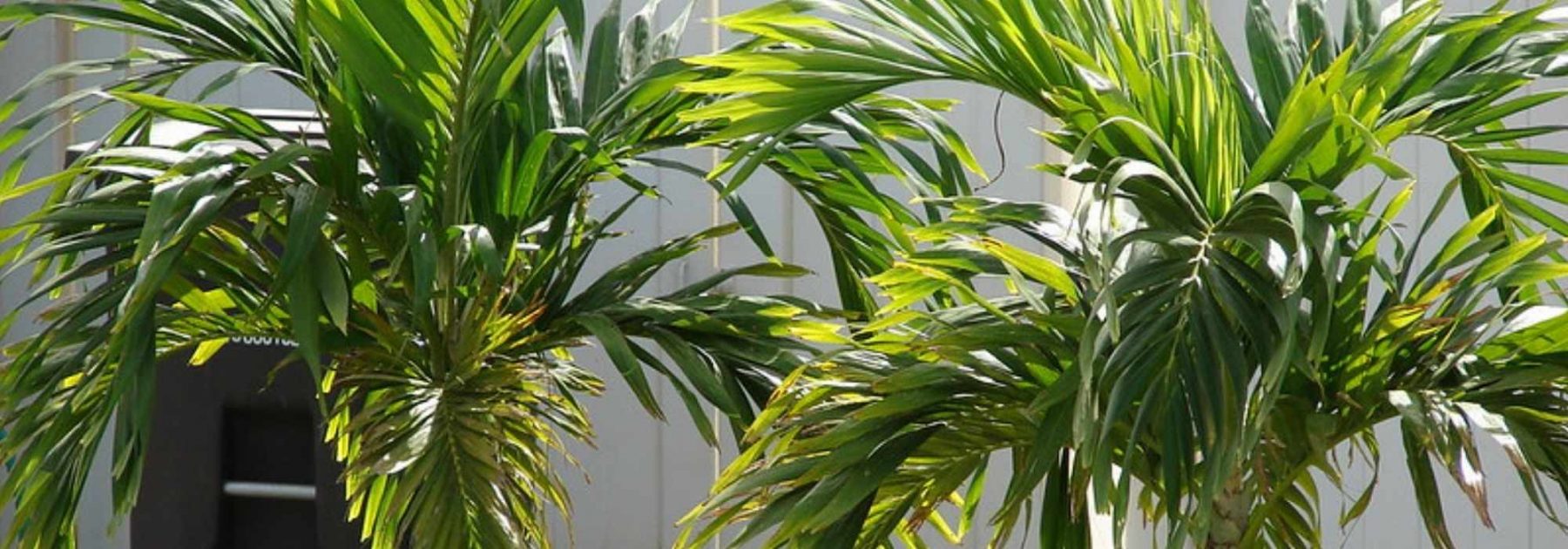 Veitchia (Adonidia): plantación, cultivo, cuidados