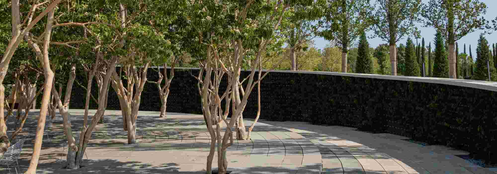 Los arbustos más bonitos en multitronco