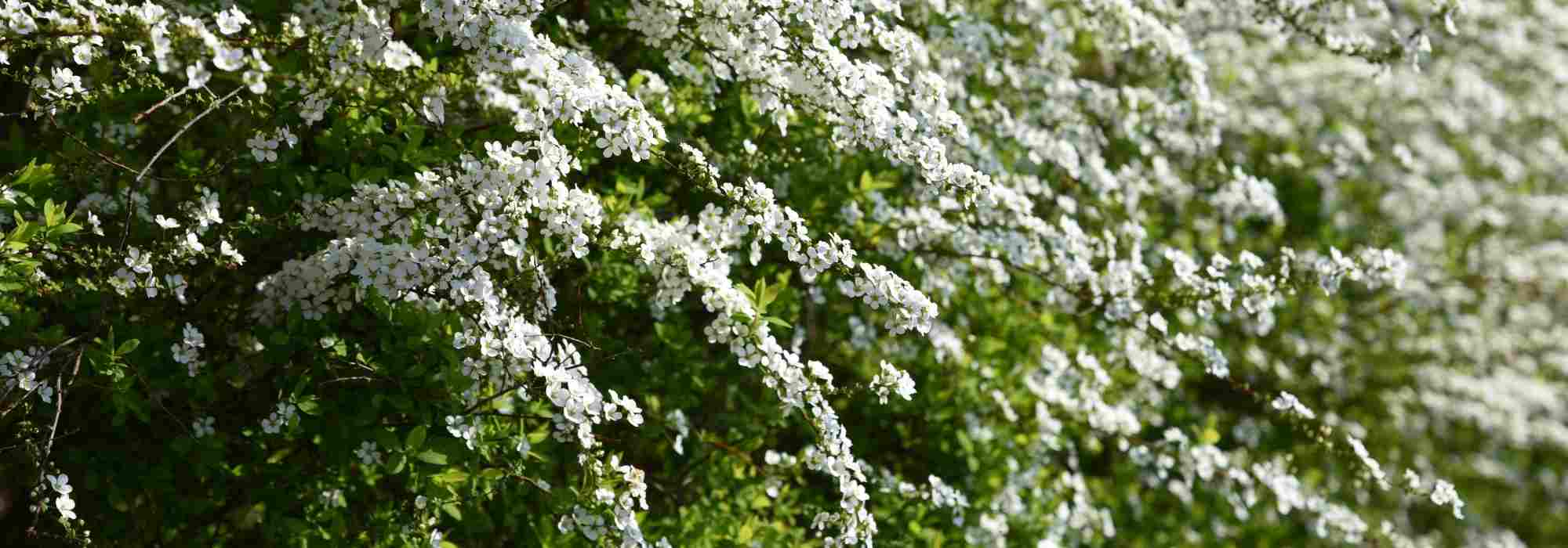 Los arbustos de porte arqueado