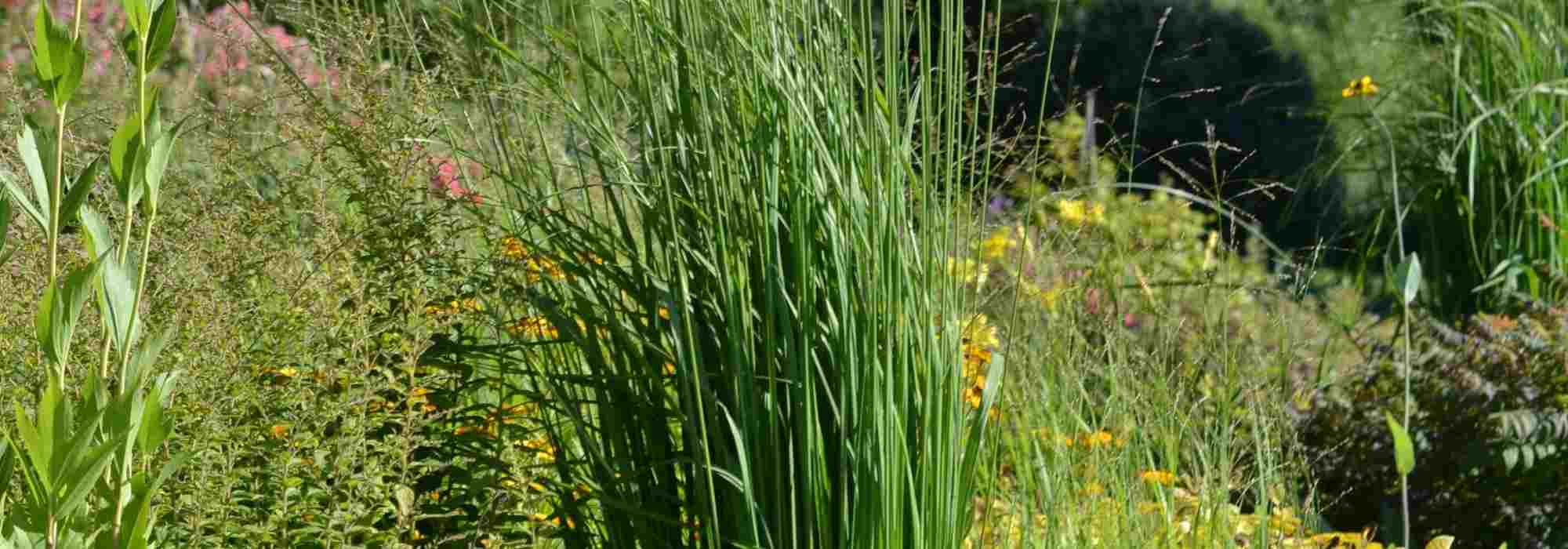 Gordolobo: 6 ideas para combinarlo