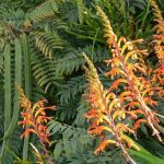 ¿Cómo asociar las Chasmanthes?