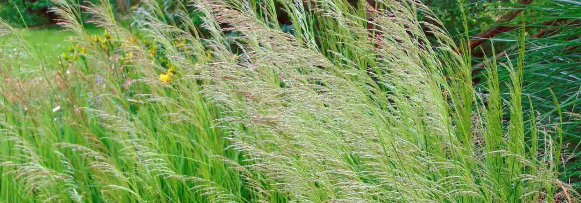 Asociar la Deschampsia