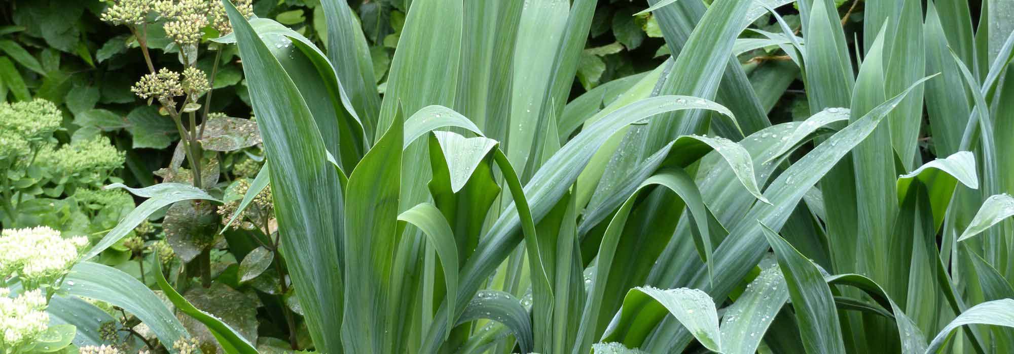 Asociar la Beschorneria