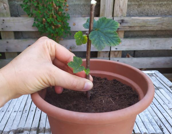 Multiplicar las Grosellas