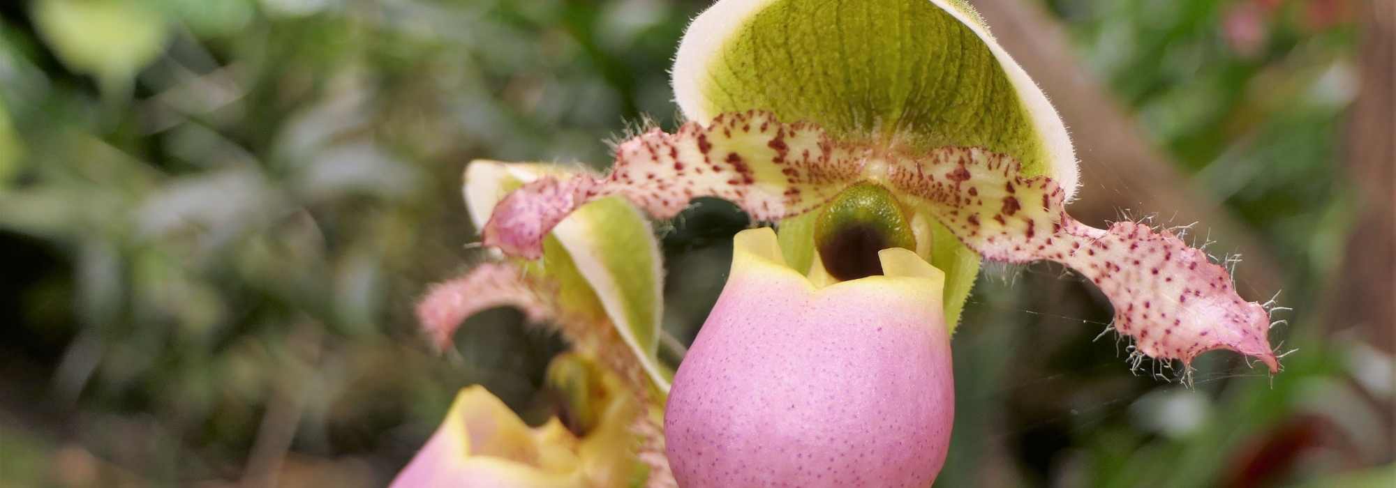 ¿Cómo asociar el Cypripedium - Zapato de Venus?
