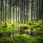 Cambio climático: ¿la expansión de los bosques mundiales refrescará la atmósfera… o todo lo contrario?