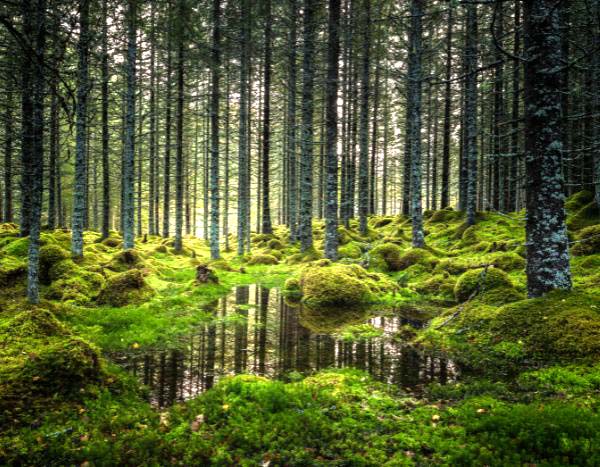 Cambio climático: ¿la expansión de los bosques mundiales refrescará la atmósfera… o todo lo contrario?