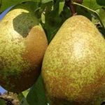 Frutales: las variedades autopolinizantes más populares