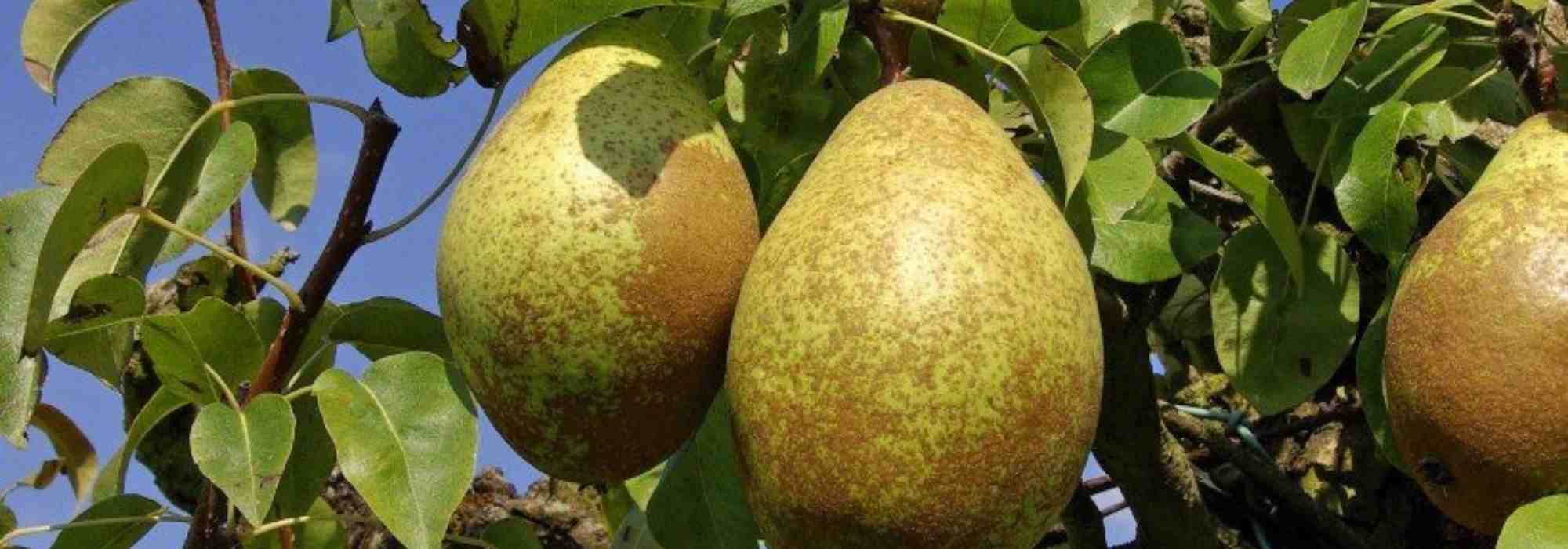 Frutales: las variedades autopolinizantes más populares