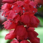 7 Pérsicas de flores rojas