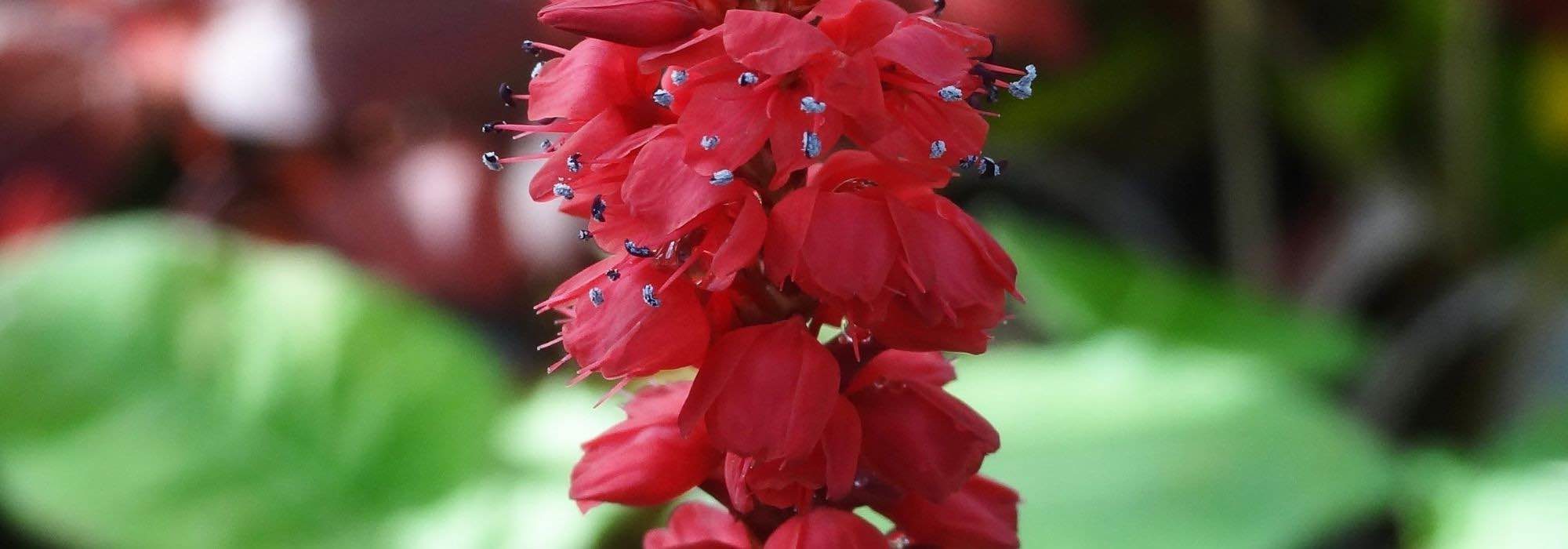 7 Pérsicas de flores rojas