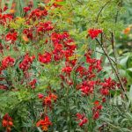 6 ideas de macizos para un jardín rojo/morado