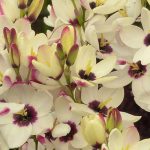 ¿Cómo asociar las Ixias?