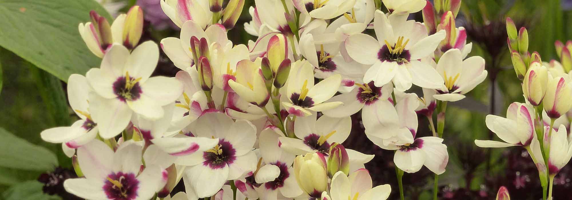 ¿Cómo asociar las Ixias?