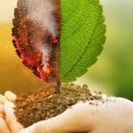 Cambio climático: ¡replantear nuestros jardines para adaptarnos!