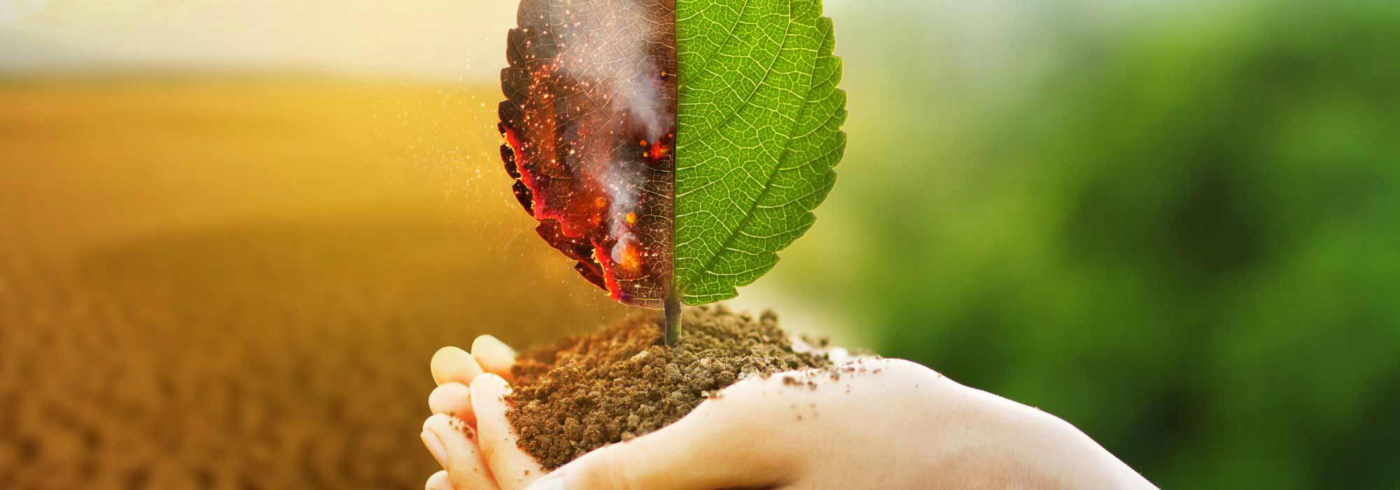 Cambio climático: ¡replantear nuestros jardines para adaptarnos!