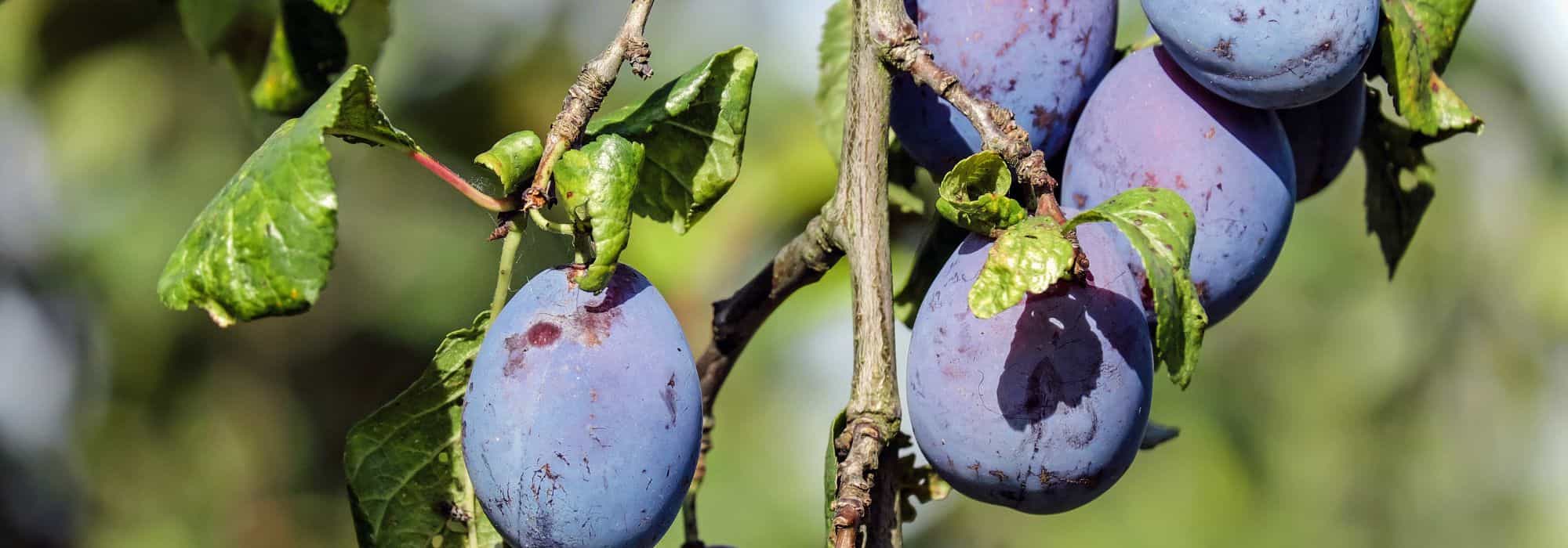 Las enfermedades y los parásitos del ciruelo