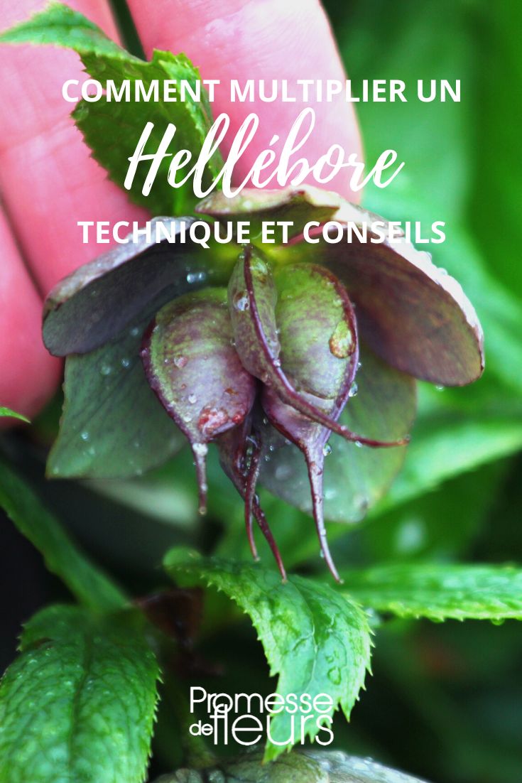 multiplicar un eléboro