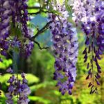 Las plantas viajeras: la glicinia