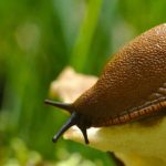 Las plantas resistentes a las babosas