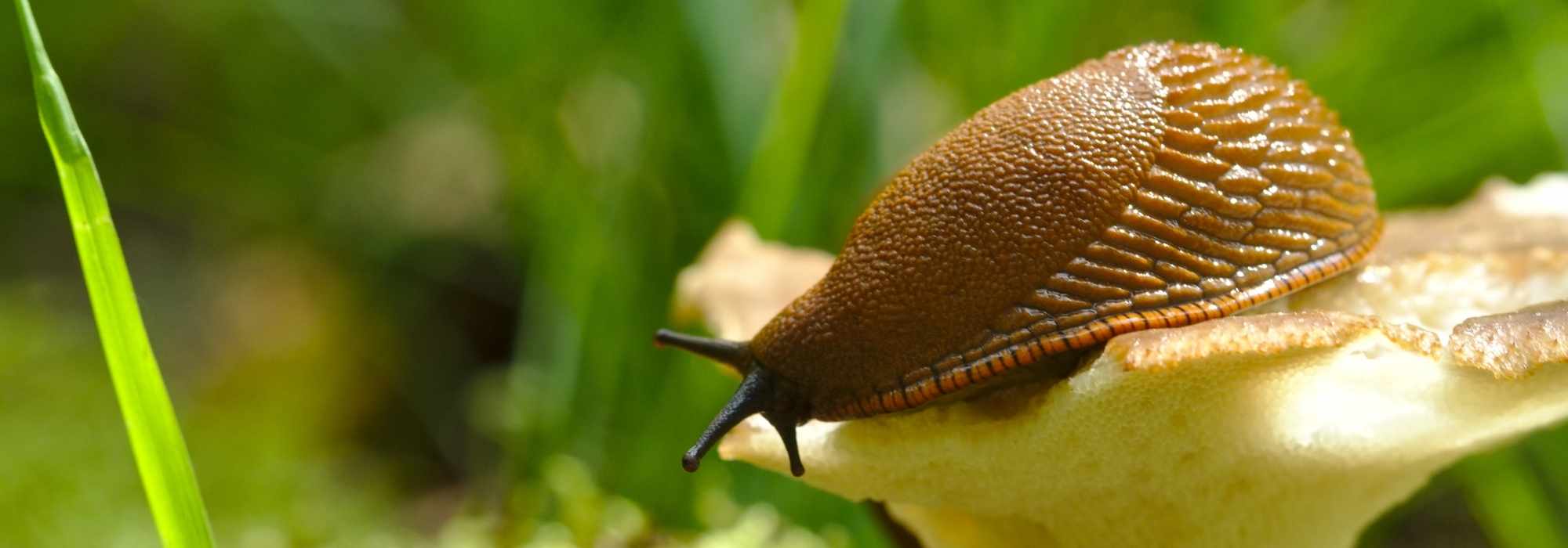 Las plantas resistentes a las babosas