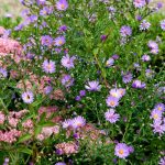 ¿Qué hacer en el jardín en septiembre?