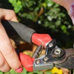 6 buenas razones para podar las flores marchitas