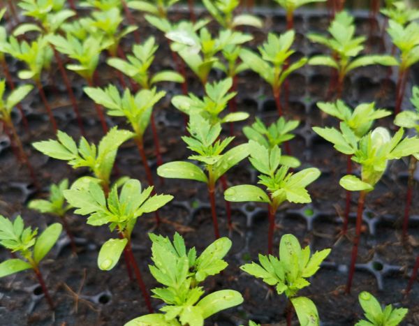 Cómo lograr una siembra de clavel de la India