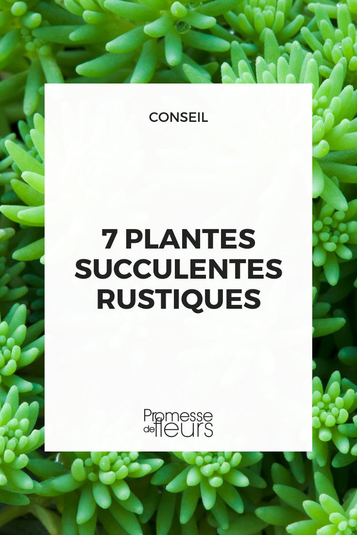 7 plantas crasas resistentes
