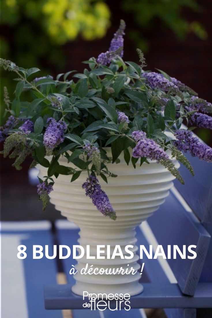 8 buddleias enanos