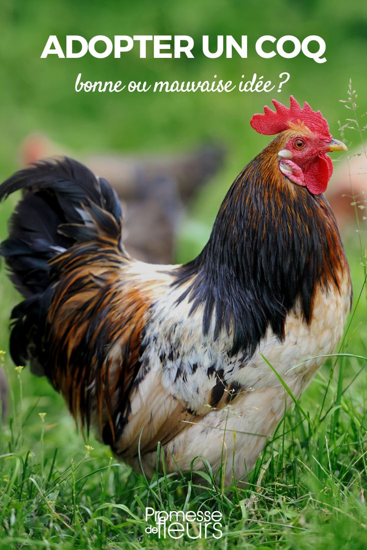 ¿Es necesario tener un gallo en el gallinero?