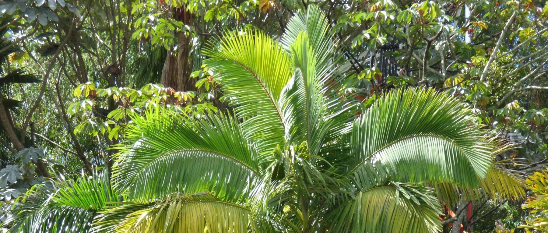 Archontophoenix: plantar, cultivar y cuidar