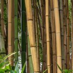 Bambusa - Bambú: plantar y cultivar