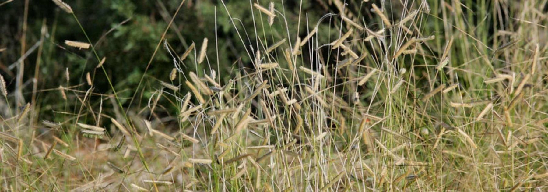 Bouteloua, boutelou: plantación, cultivo, cuidados